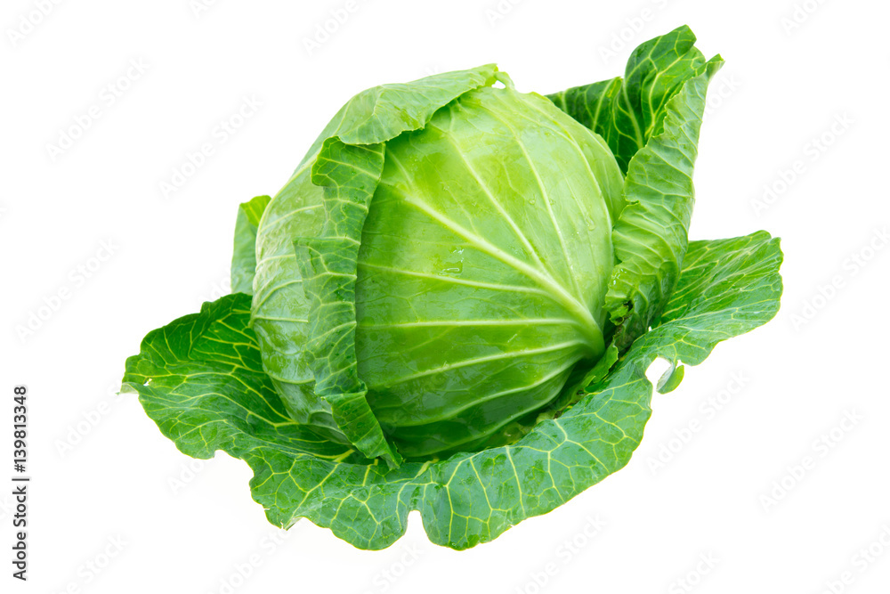 Obraz premium cabbage