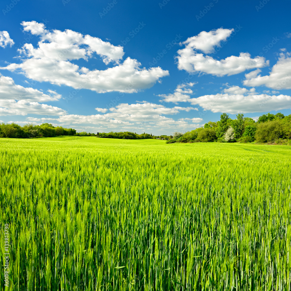 Fresh Green Field of Barley, Spring Landscape under Blue Sky with Clouds Fresh Green Field of Barley, Spring Landscape under Blue Sky with Clouds