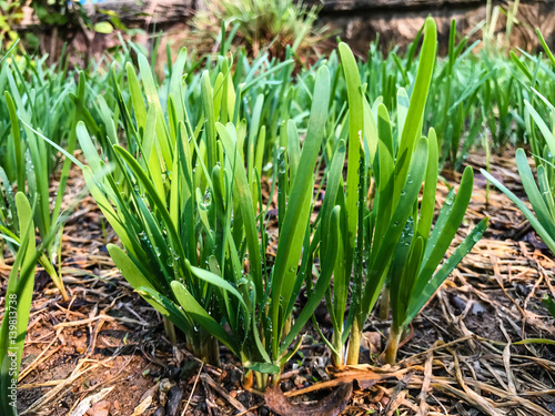 Garlic chives growing on a soil