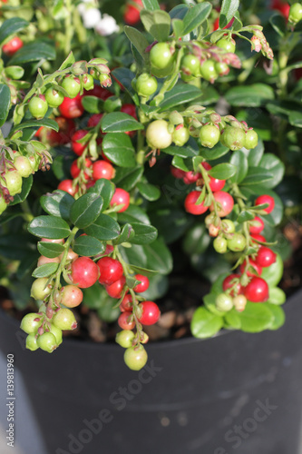 Preiselbeere mit roten Früchten photo