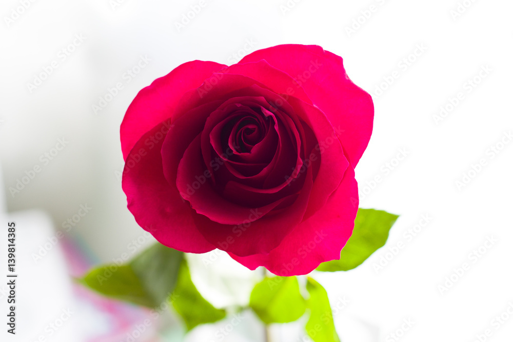 Fototapeta premium Rose