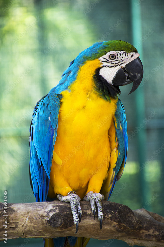 The blue and Gold macaw (Ara ararauna)