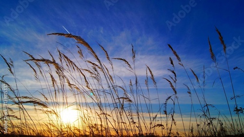 Grass against the sky and sunset