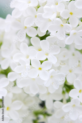 Blooming lilac flowers. Macro photo.