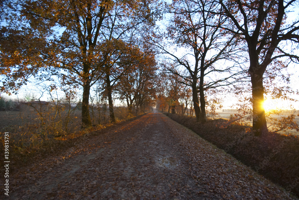 Obraz premium Desert rural road at sunrise in autumn. Orange leaves in the road in Valdichiana, Tuscany.