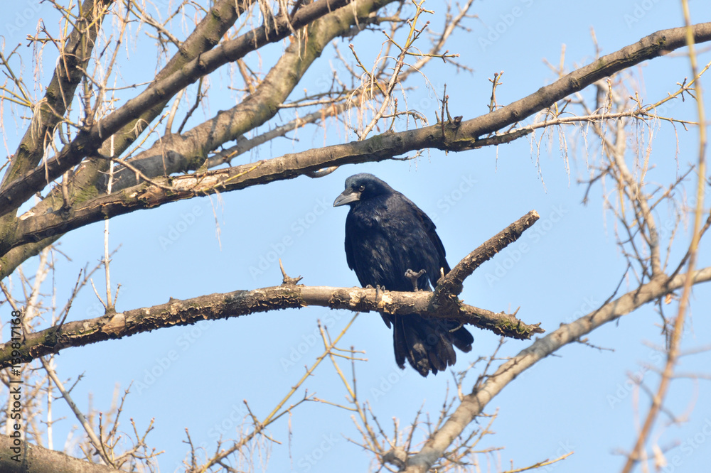 Birds - Rook (Corvus frugilegus) on a branch in spring Birds - Rook (Corvus frugilegus) on a branch in spring