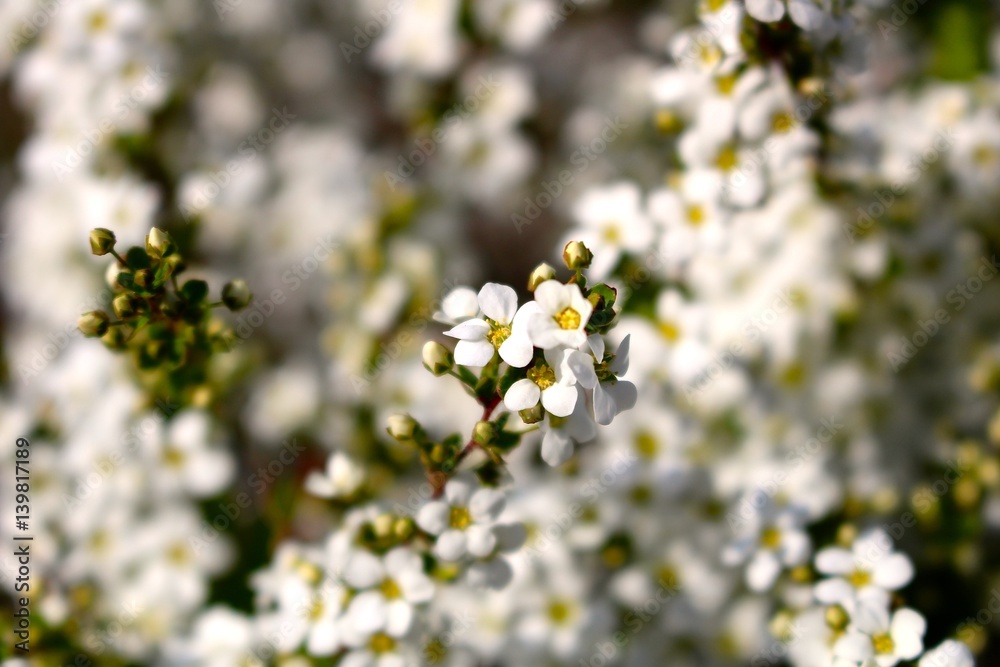 Fleurs du printemps à Tokyo, Japon Fleurs du printemps à Tokyo, Japon