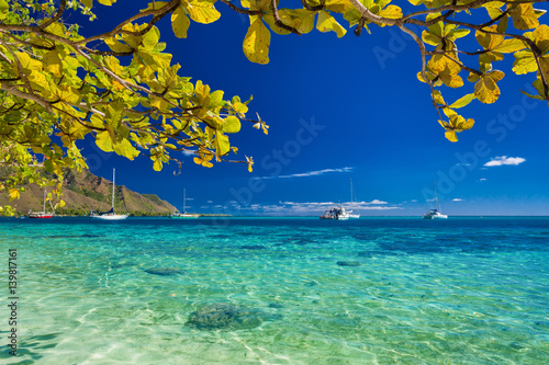 Tree with yellow leaves over the beach at Moorea, Tahiti