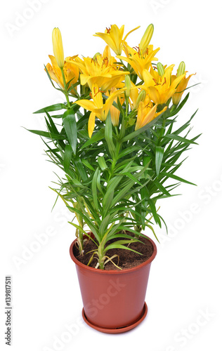 Yellow lily flowers in pot isolated on white background.