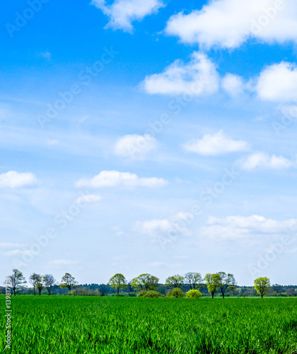green Field and blue sky