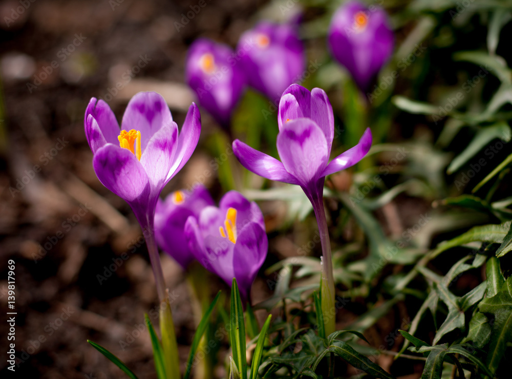 The first crocuses bloomed in the forest glade The first crocuses bloomed in the forest glade