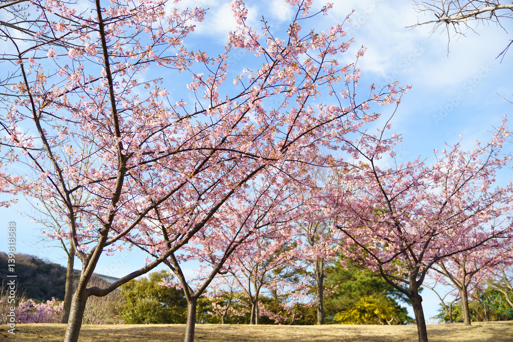 Obraz premium 椿寒桜 明石海峡公園