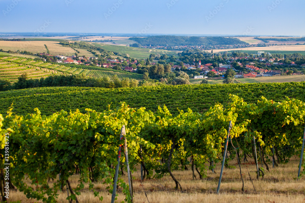 Wine countryside