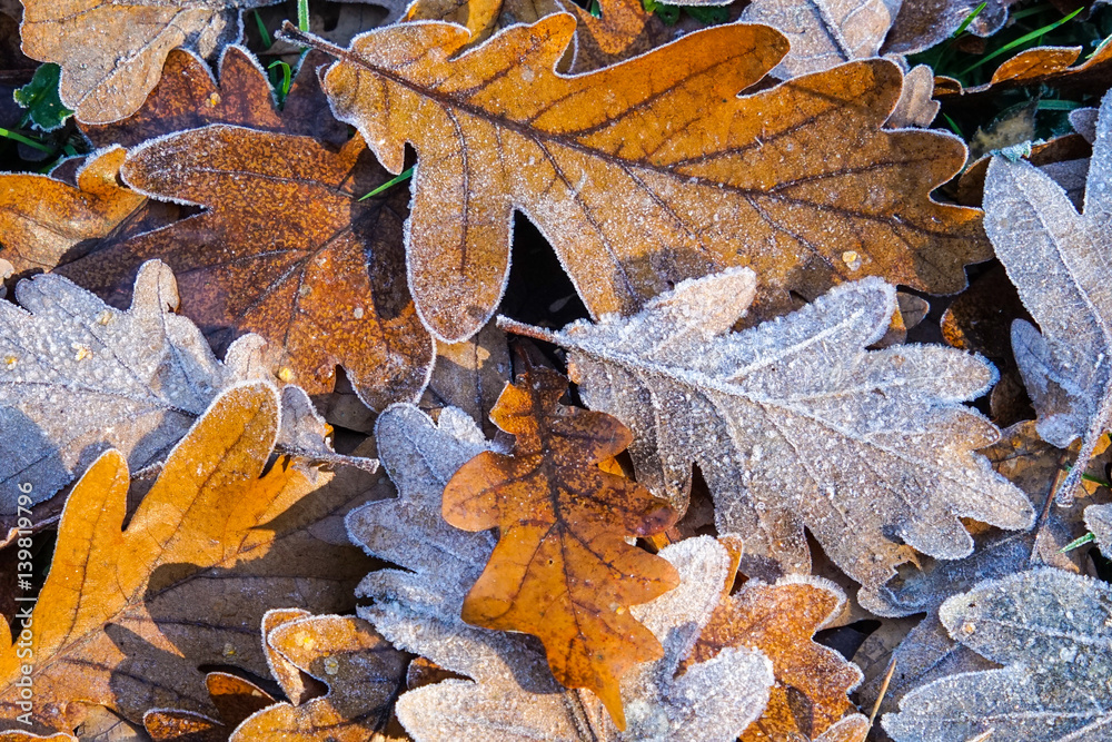 Obraz premium Close up of frosted autumn leaves