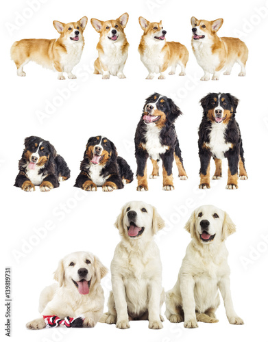 Group of purebred dogs