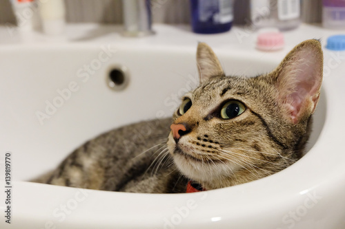 adorable funny cat lying in white sink bathroom alone.