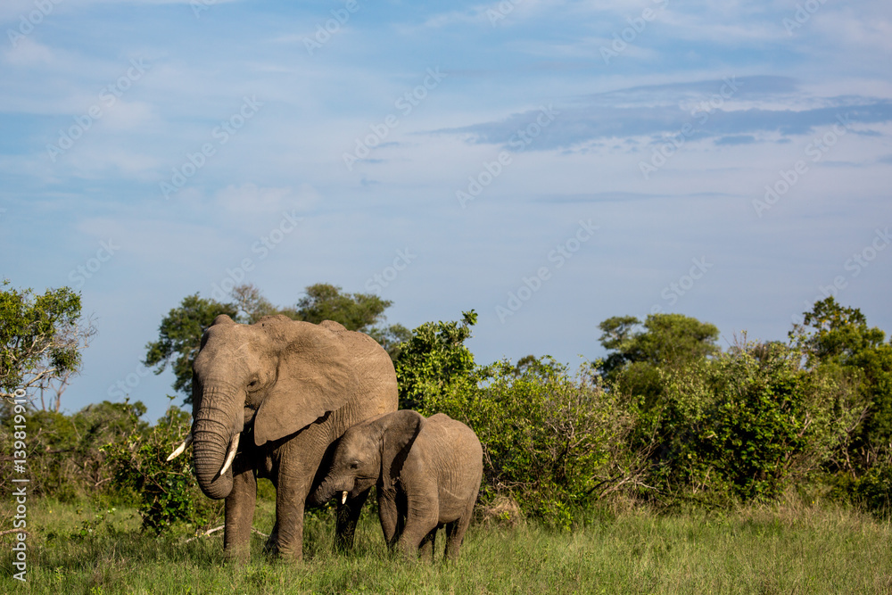 Kruger national park