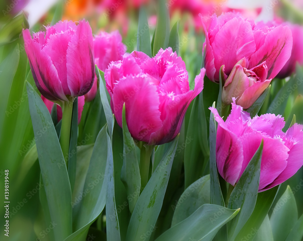 Fototapeta premium Bright pink tulips.
