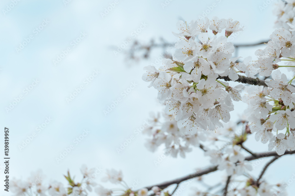 beautiful white Cherry blossom flowers tree branch in garden with nice clear blue sky. natural spring season festival background. retro vintage hipster color. beautiful white Cherry blossom flowers tree branch in garden with nice clear blue sky. natural spring season festival background. retro vintage hipster color.