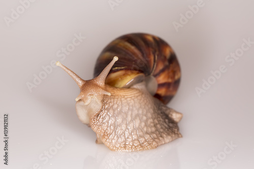 Achatina Achatina snail, macro, close up photo