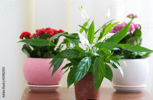 Spathiphyllum and Red and pink Kalanchoe in interior