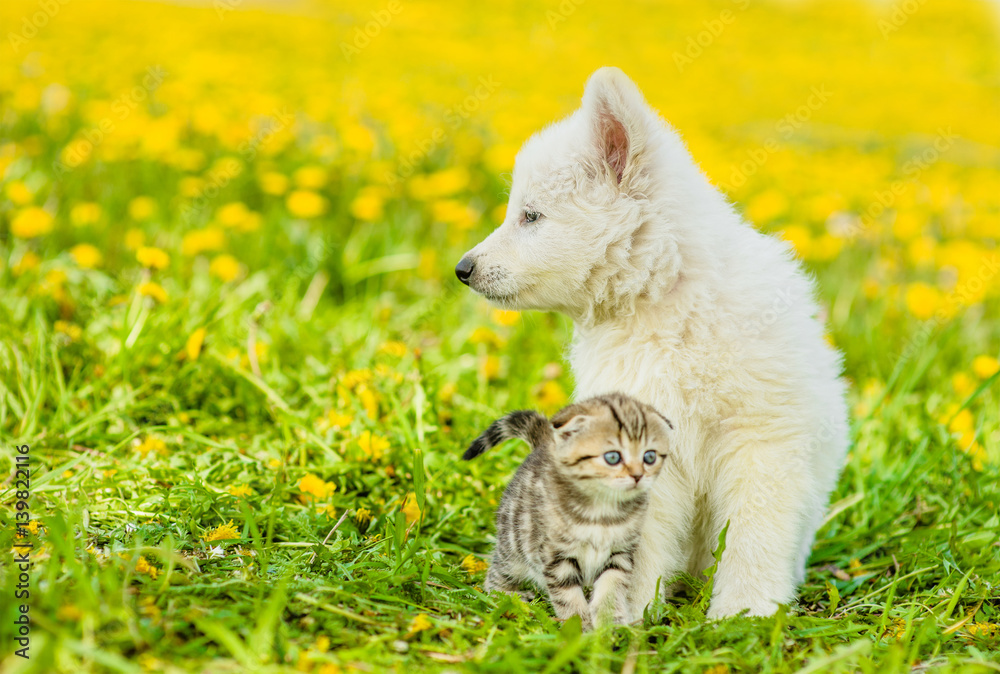 Puppy with kitten on a dandelion field looking away
