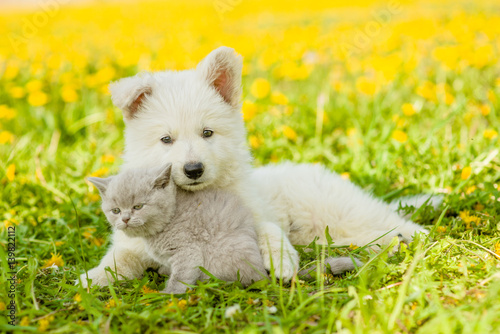 Puppy embracing kitten on a dandelion field