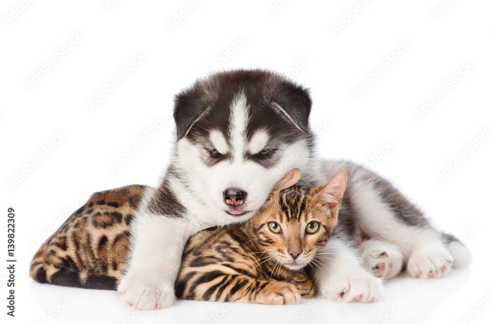 Siberian Husky puppy hugging bengal kitten. isolated on white background