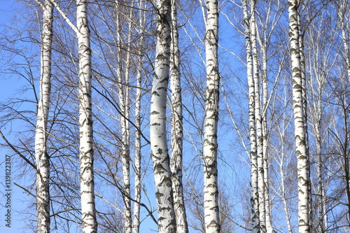 Trunks of birch trees against blue sky, birch forest in sunlight in spring,birch trees in bright sunshine