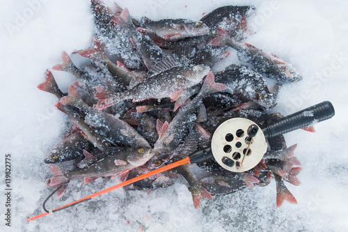 Pile of freshly caught frozen perch fish and a fishing rod covered with snow and ice crystals 