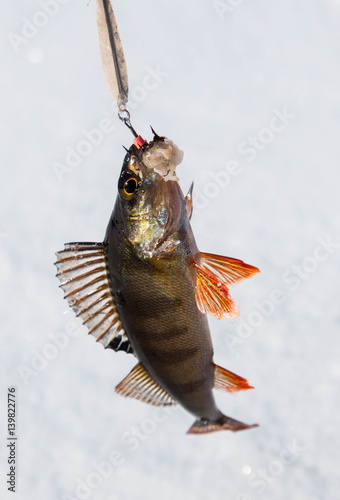 Perch fish hanging from a hook against a white lake ice background