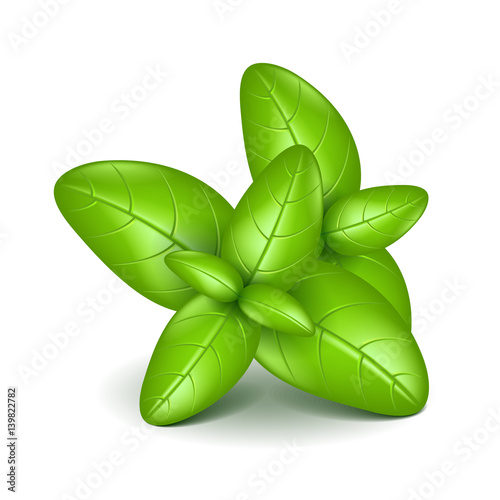 Basil leaves isolated on white vector