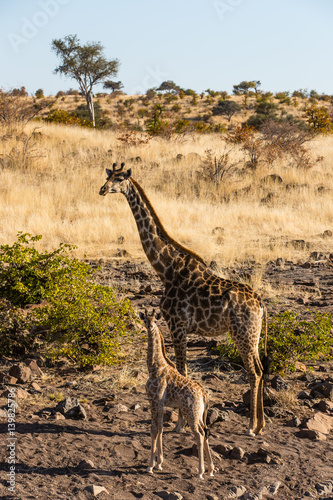 Botswana, Tuli Block, giraffe with young animal photo