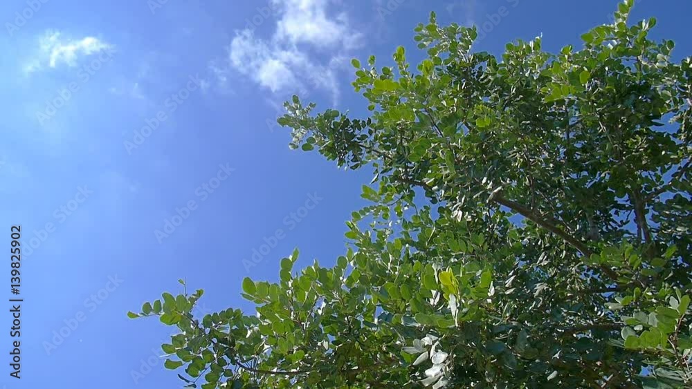 Carob tree (ceratonia siliqua) branches swaying in the wind under a sunny and blue sky Carob tree (ceratonia siliqua) branches swaying in the wind under a sunny and blue sky