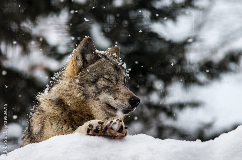 Obraz premium オオカミ