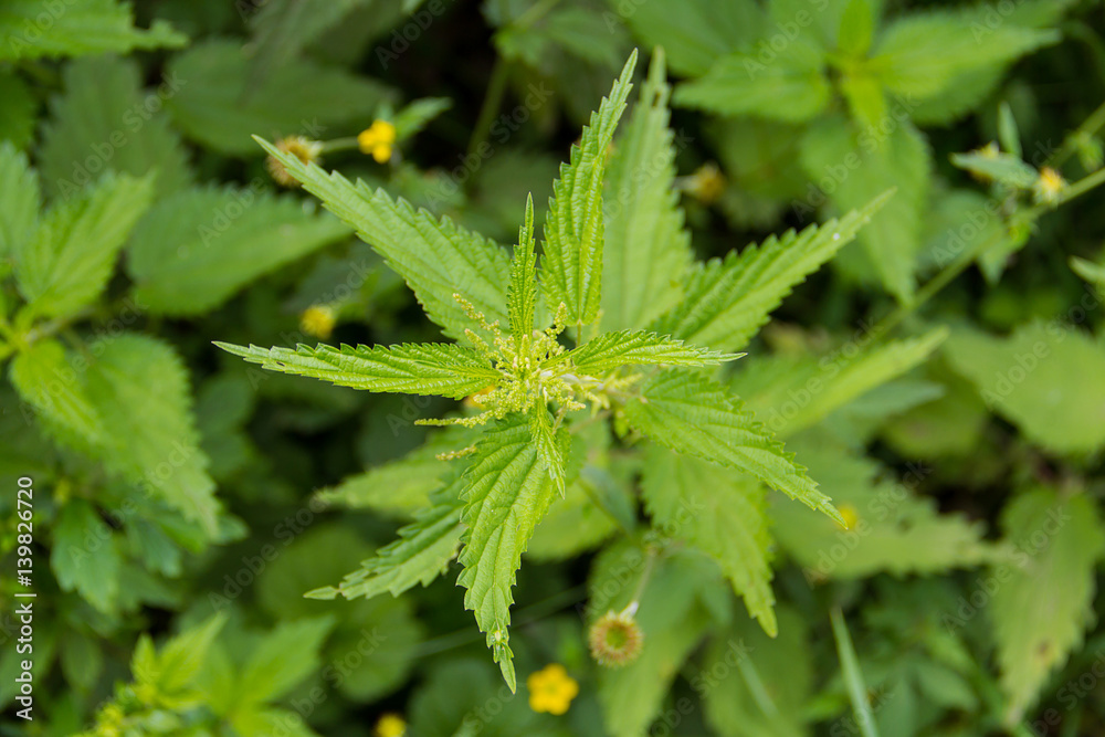 stinging nettle green grass grows on the field among the other flowers plants stinging nettle green grass grows on the field among the other flowers plants