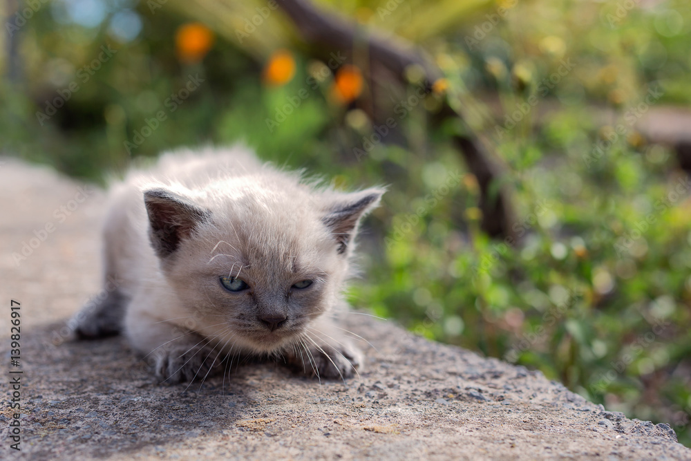 Gato siames de dos semanas enfadado Stock Photo | Adobe Stock