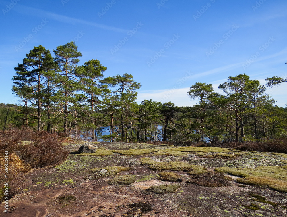 Pine forest trees in Iveland, Norway