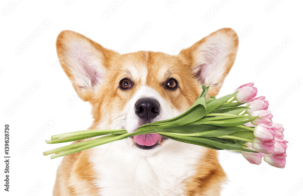Dog and bouquet of tulips