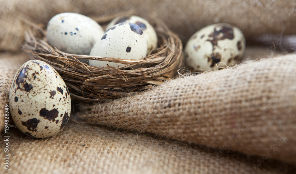 nid d œufs de caille sur toile de jute