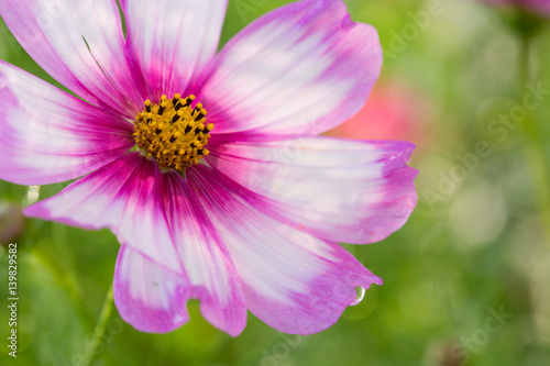 Macro Shot of pink Cosmos flower in summer garden.