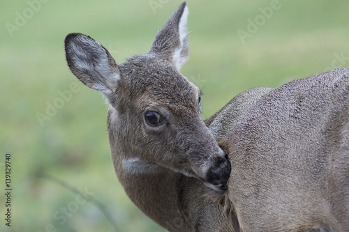 doe 1