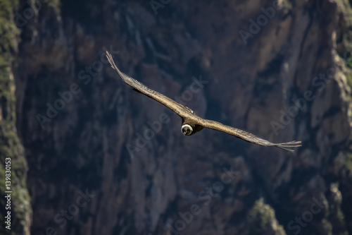 Majestic Condor andino gliding over the deep Colca Canyon at Cruz del Condor  Peru