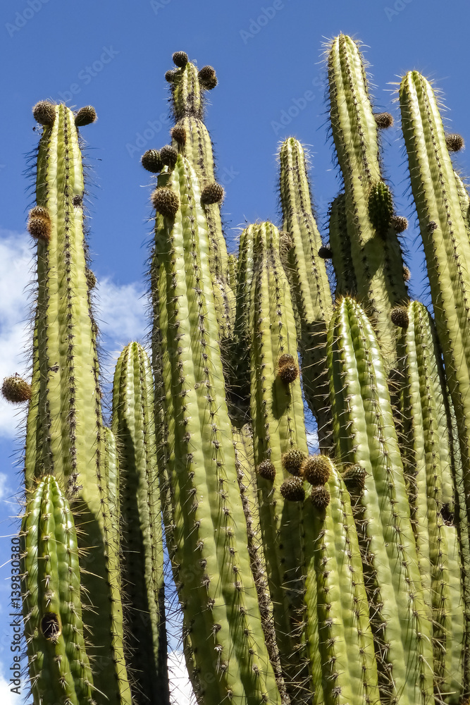 Low angle shot of an impressive Cactus against blue sky, Colca Canyon, Peru Low angle shot of an impressive Cactus against blue sky, Colca Canyon, Peru