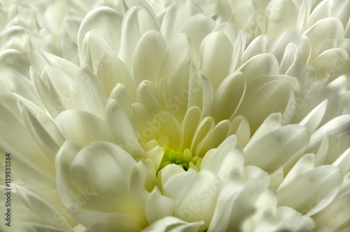 Flower chrysanthemum macro © Oleg1824f
