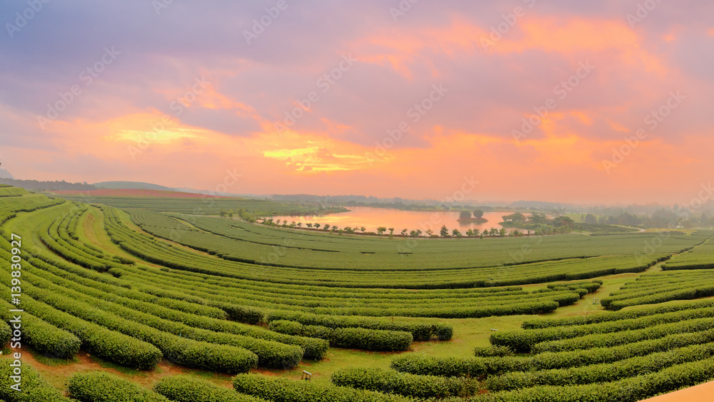Beautiful landscape of green tea farmland in the morning with dramatic sky