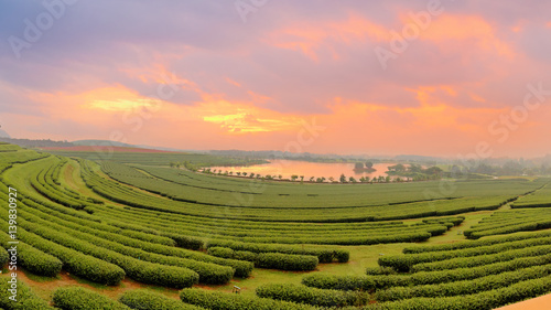 Fototapeta Naklejka Na Ścianę i Meble -  Beautiful landscape of green tea farmland in the morning with dramatic sky
