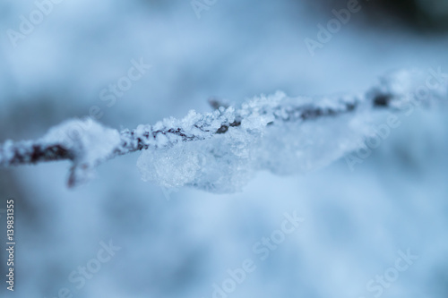 Frozen branch background