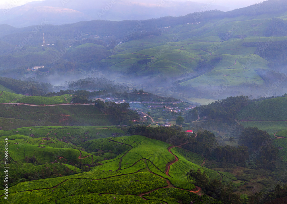 Tea plantation in Kerala, South India