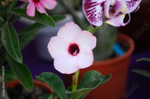 Adenium obesum flower or or local Malay called kemboja flower at nursery. Numerous hybrids have been developed and commonly used for bonsai. photo